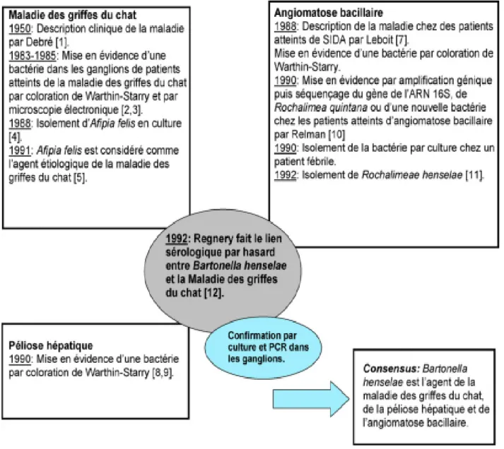 Figure 1 : Historique de la découverte de la maladie des griffes du chat. 