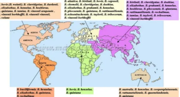 Figure 3: Répartition mondiale des espèces de Bartonella  [8] 