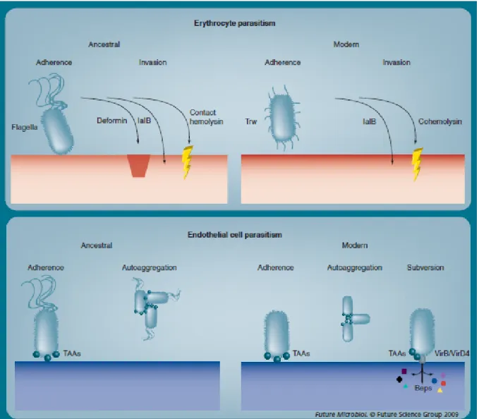 Figure 5 : Facteurs de virulence utilisés par les espèces ancestrales (Bartonella  bacilliformis)  et modernes de Bartonella  (Bartonella  henselae  et Bartonella  quintana ) pour parasiter les  érythrocytes et les cellules endothéliales humaines