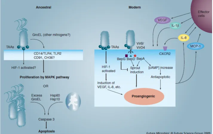 Figure 6: Effecteurs potentiels des espèces ancestrales (Bartonella  bacilliformis) et  modernes de Bartonella  (Bartonella  henselae  et Bartonella  quintana ) qui déclenchent une 