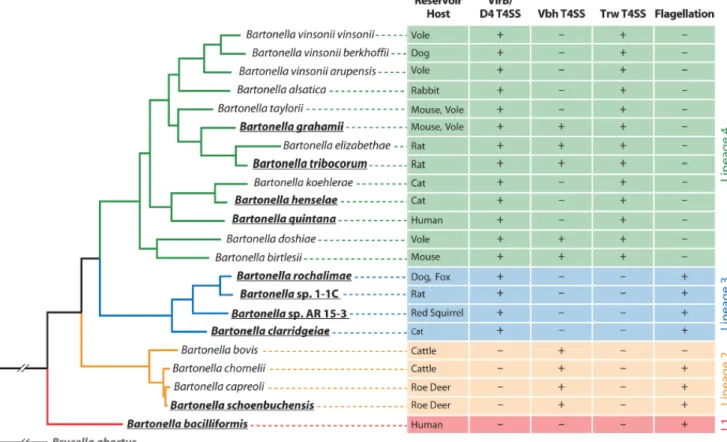 Figure  7:    Structure  phylogénétique  et  distribution  des  principaux  facteurs  de  virulence chez Bartonella 
