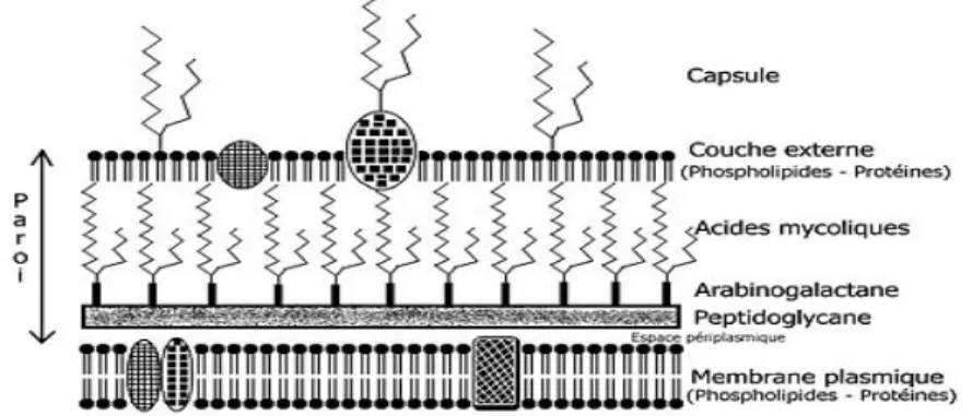 Figure 6 : Schéma de l’enveloppe des BAAR [26] 
