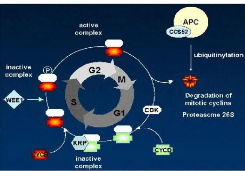 Figure 6: Contrôle du cycle cellulaire et régulation des activités des complexes  cdk/Cycline[22]