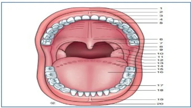Figure  9: Vue antérieure de la cavité buccale [53]. 