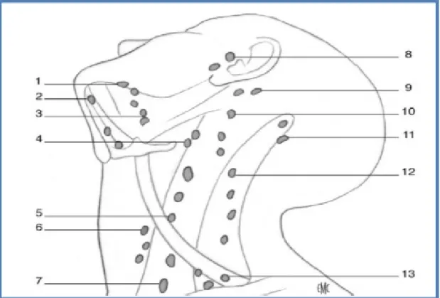 Figure 15: Topographie des ganglions du cou [63]. 