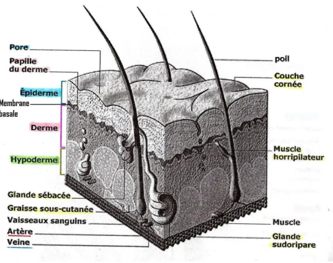 Figure 1 : coupe schématique de la peau normale. 