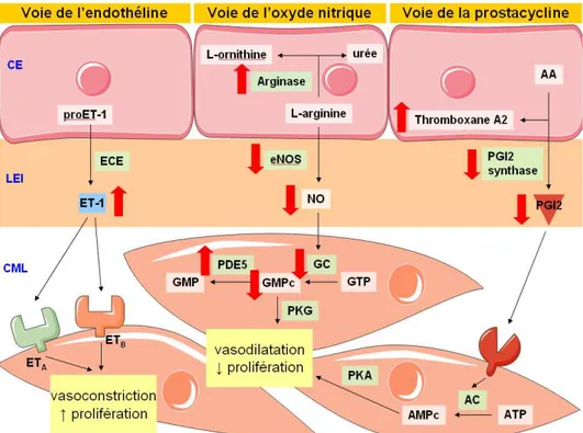 Figure  7  :  Représentation  schématique  des  voies  de  l’endothéline,  de  l’oxyde  nitrique  et  de  la  prostacycline