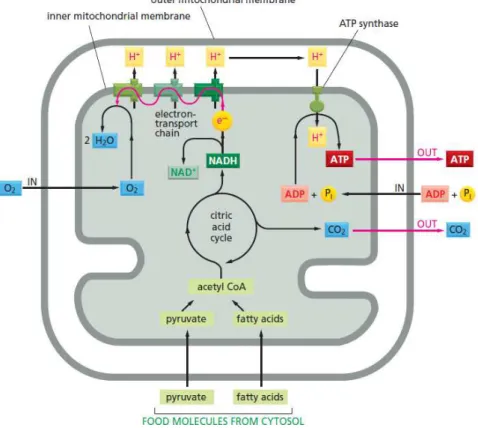 Figure 10 : Schéma des mécanismes mitochondriaux pour la production d’énergie. 