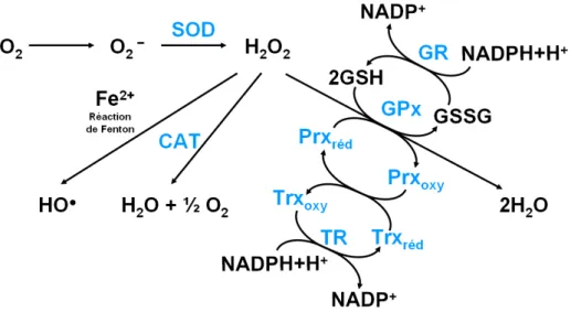 Figure 12 : Les principales réactions qui mènent à la génération des espèces réactives de l’oxygène.