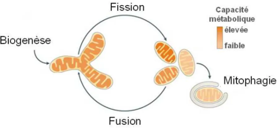 Figure 15: Représentation schématique du cycle de vie mitochondrial 