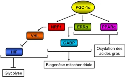 Figure 16 : Réseau dirigé par PGC-1α pour réguler les fonctions mitochondriales. 
