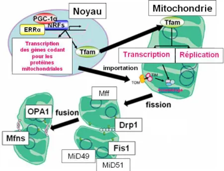 Figure 17 : Mécanisme schématisé de la biogenèse mitochondriale. 