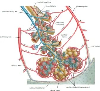 Figure 2.3: Terminal alveoli connected to the network of the capillary system. Adapted from [F