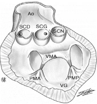 Figure 3 : Représentation de la valve aortique d’après Netter. 