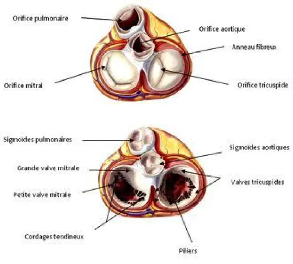 Figure 4 : Représentation des valves et du squelette fibreux du cœur (d’après Netter)  Cœur en systole en haut, en diastole en bas : vue de la base avec ablation des atriums 