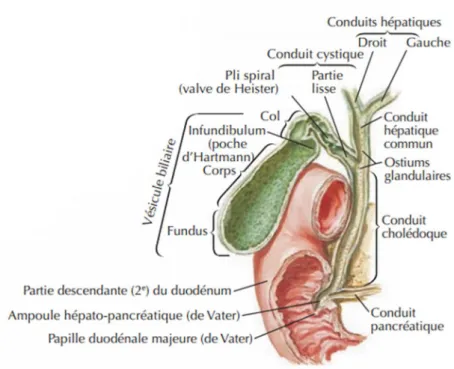 Figure 3 : Anatomie de la vésicule biliaire et de la VBP [9]. 