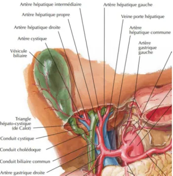 Figure 6: Rapports de la VBP au niveau du hile hépatique [9].