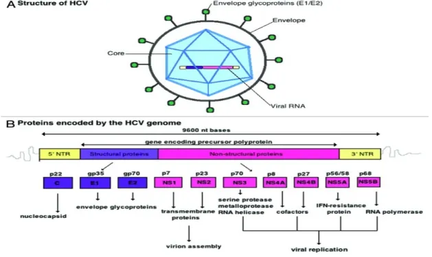 Figure 1 :Virus de l'hépatite C: structure et organisation génomique [3] 