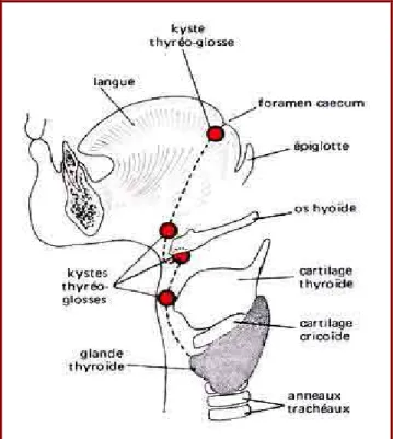 Figure 1 : Trajet de migration de la glande thyroïde [2]. 