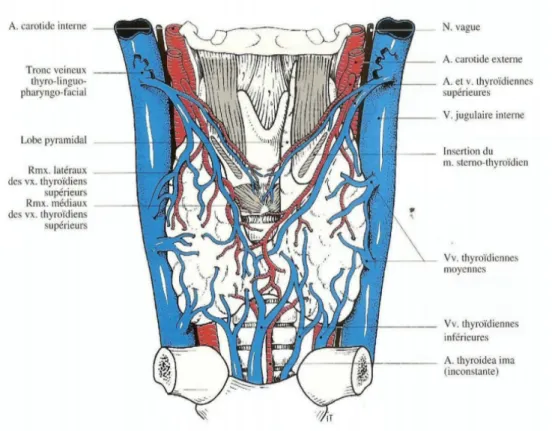 Figure 4 : Vascularisation de la thyroïde – vue antérieure [9]. 