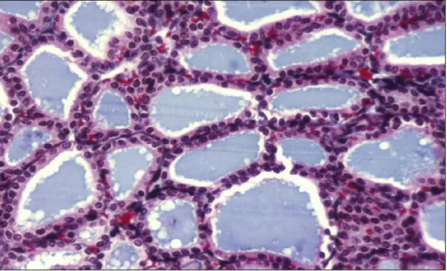 Figure 7 : Structure histologique de la glande thyroïde [10]. 