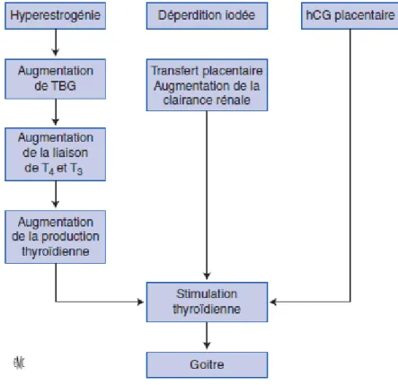 Figure 14 : Goitrigenèse au cours de la grossesse [33]. 