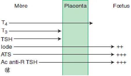 Figure 15 : Passage transplacentaire des composants du bilan thyroïdien seules la TSH  et la T3 ne passent pas [33]