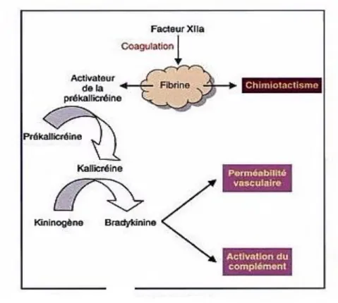 Figure 1: Activation du facteur XII et des kinines [5]