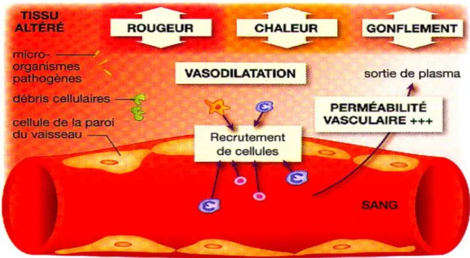 Figure 3: Modifications vasculaires (phase d’initiation) [3] 