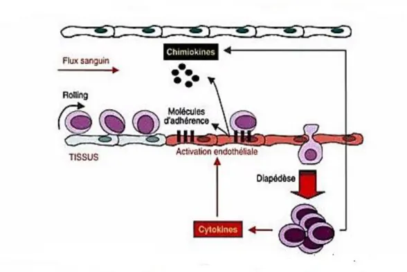 Figure 4: Migration (diapédèse) des PNN [5] 