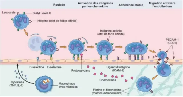 Figure 5: Migration trans-endothéliale des leucocytes [2] 