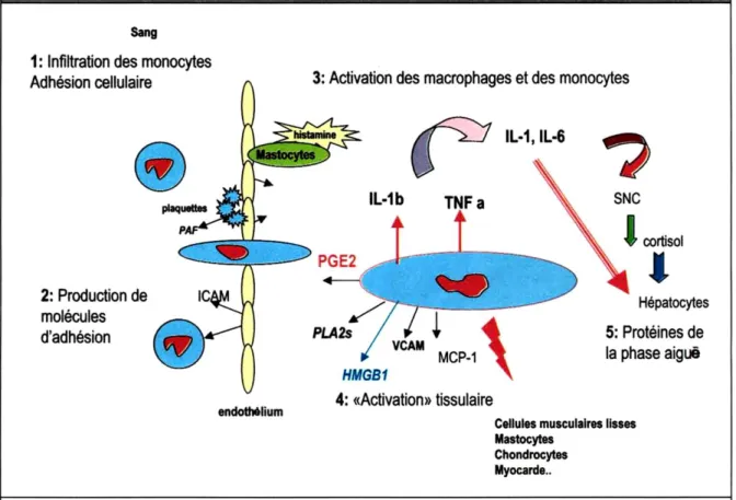 Figure 6: Récapulatif de différentes étapes de l’inflammation [6] 
