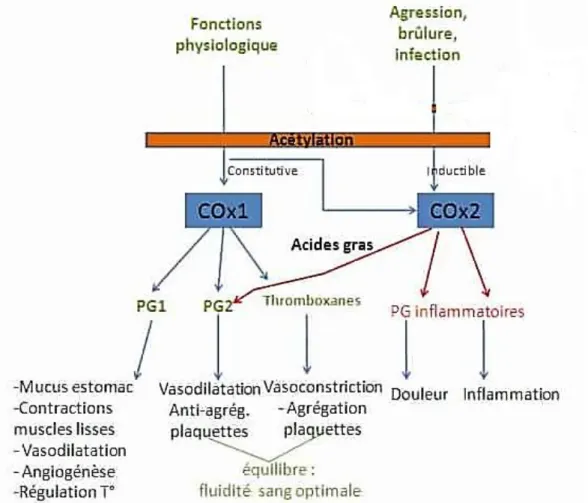 Figure 7: Synthèse et actions des médiateurs lipidiques [32] 
