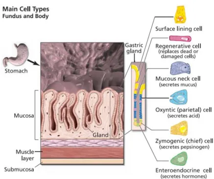 Figure 2 : Les différentes cellules constituant les glandes gastriques (Fleming 2007 )