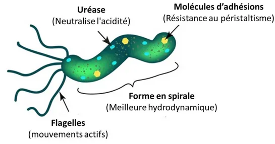 Figure 4 : Structure de H. pylori. (http://www.medexpert.sg/en/medical- (http://www.medexpert.sg/en/medical-specialities/gastroenterology/helicobacter-pylori-infection/) 