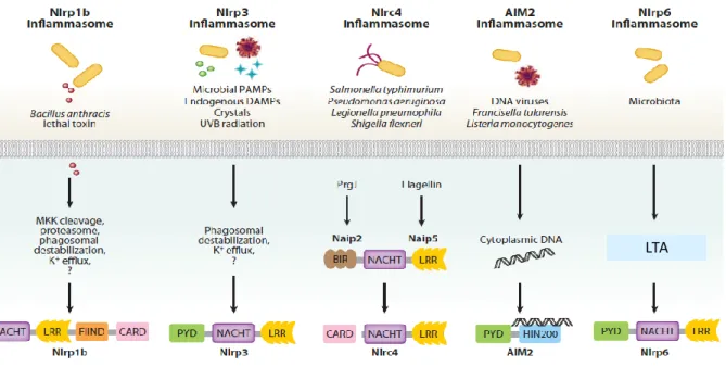Figure 11 : Modèle des stimuli et d'activation des inflammasomes. Référence modifiée d’après 
