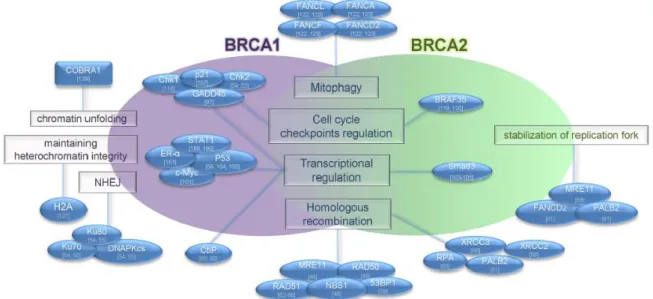 Figure 5. Les différentes fonctions des protéines BRCA1 et BRCA2 assurant le maintien de l’intégrité  du génome (d’après Gorodestka et al., 2019) 