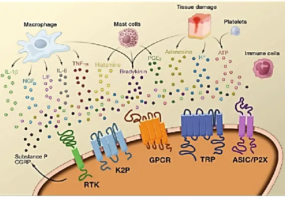 Figure 8: Soupe inflammatoire (Basbaum et al., 2009) 