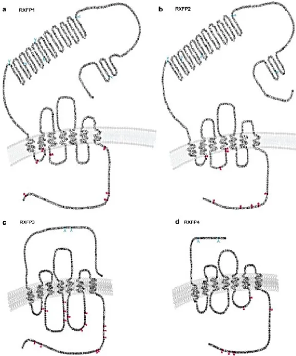 Figure 12:  Structure des récepteurs de la famille relaxine (RXFP1-4) (Halls et al., 2007)