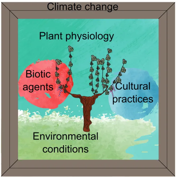 Figure 4. Grapevine dieback picture. The dead/unproductive vine is surrounded by multiple interacting factors