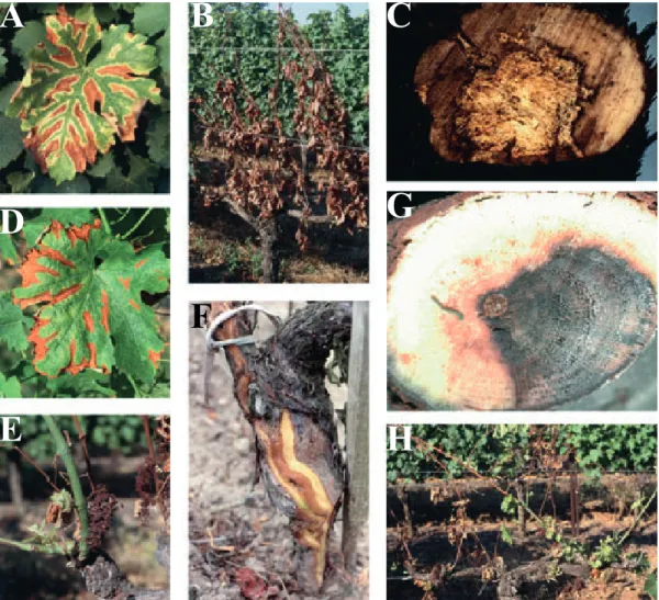 Figure 5. External and internal symptoms related to esca or Botryosphaeriaceae dieback