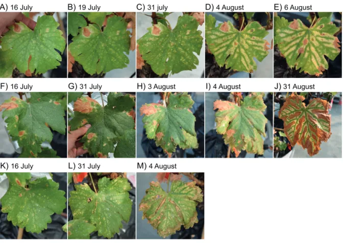 Figure 6. Esca leaf symptom evolution in three different leaves of one single V. vinifera cv Sauvignon blanc plant