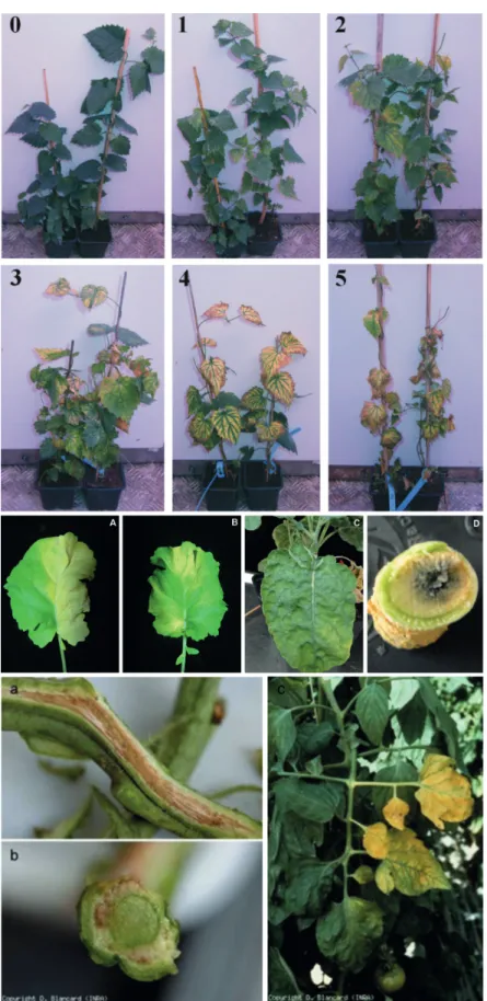 Figure 13. Examples of leaf symptoms during vascular pathogenesis. (0-5). Verticillium symptom evolution in  Humulus lupulus (from Flajšman et al., 2017), from green (0) to almost complete defoliation (5)