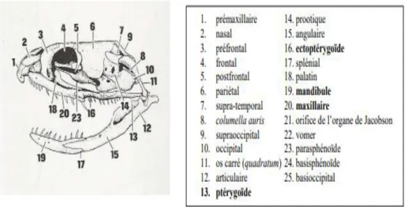 Figure 20: schéma du crane d un serpent aglyphe Coronelle austriaca [3] 