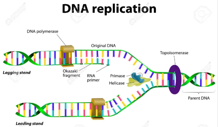 Figure 11 : Réplication de l’ADN [38]. 