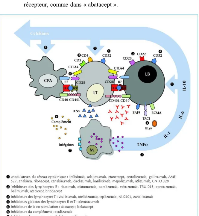Figure 1 : Principales cibles des biothérapies immunologiques [12] 