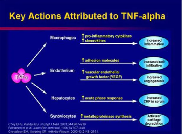 Figure 2 : Principales actions de TNF- α . 