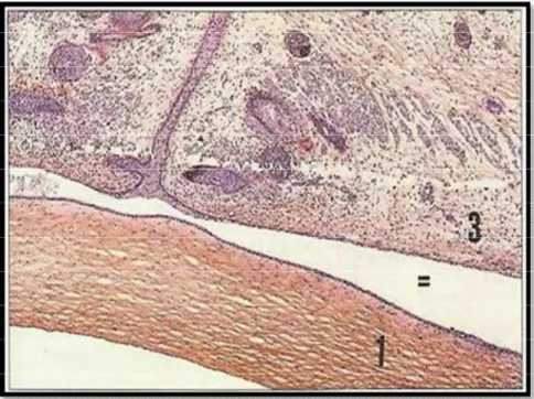 Figure 2: Ebauche des paupières fusionnées [8] 