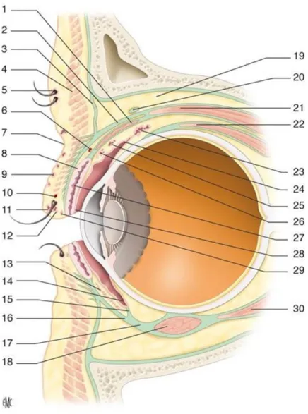 Figure 9 : Anatomie en coupe sagittale schématique des paupières et de la conjonctive [18] 