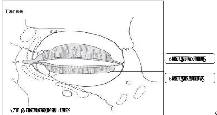 Figure 12 : Le tarse est fixé médialement à la branche ascendante du maxillaire (en dehors de  l'orbite) et latéralement à la tubérosité orbitaire latérale (à l'intérieur de l’orbite) [25] 